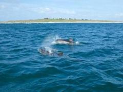 129 ILE DE MOLENE_000045